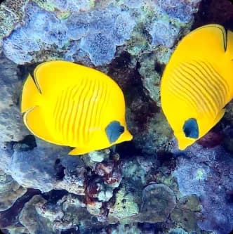 Diving Preparation Nemo Resort | Scuba Diving Nemo Resort Halkidiki