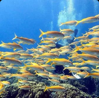 Scuba Diving Equipment Preparation | Scuba Diving Nemo Resort Halkidiki