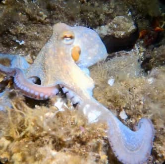 Underwater Scuba Diving Group | Scuba Diving Nemo Resort Halkidiki