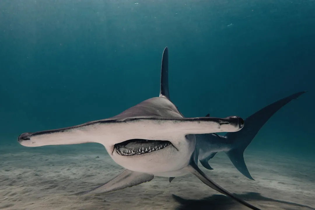Galapagos Hammerhead V2 | Scuba Diving Nemo Resort Halkidiki