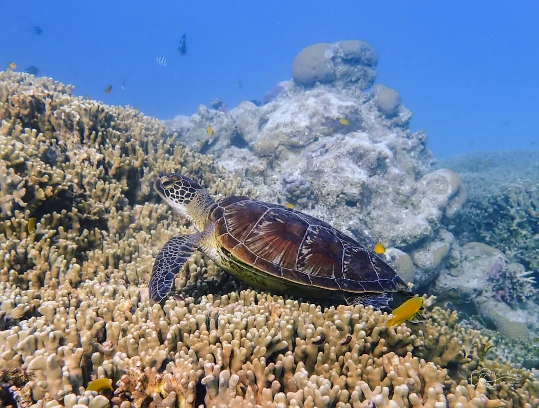 Great Barrier Reef V2 | Scuba Diving Nemo Resort Halkidiki
