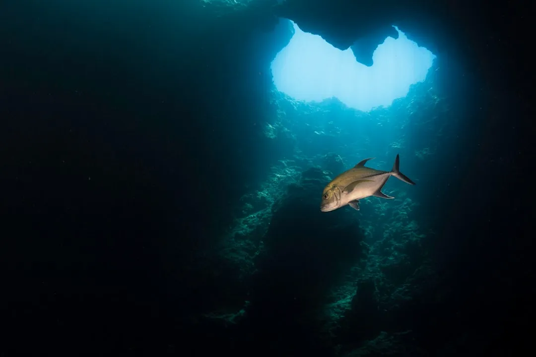 Palau V2 | Scuba Diving Nemo Resort Halkidiki