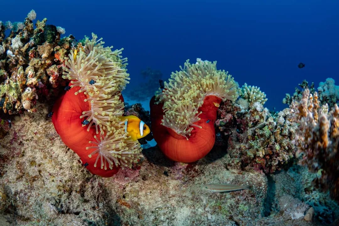 Red Sea V2 | Scuba Diving Nemo Resort Halkidiki