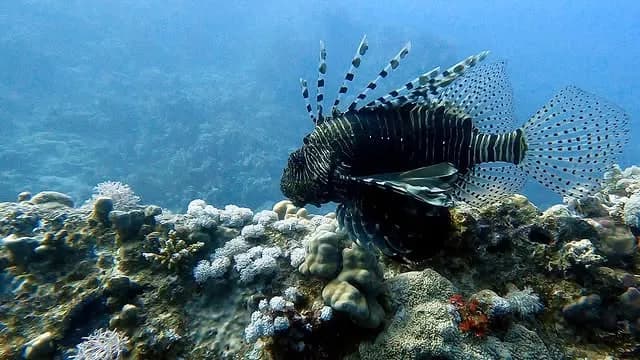 Aegean Sea Underwater Adventure | Scuba Diving Nemo Resort Halkidiki