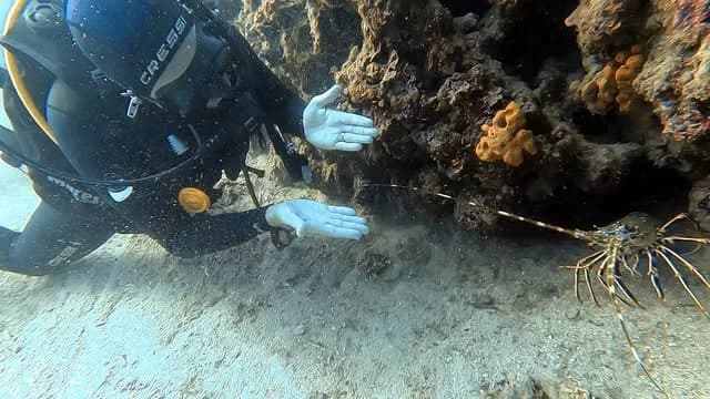 Beautiful Underwater World Sithonia | Scuba Diving Nemo Resort Halkidiki