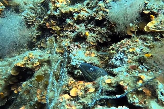 Crystal Clear Aegean Sea Diving | Scuba Diving Nemo Resort Halkidiki
