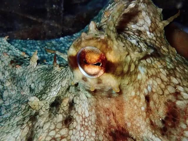 Happy Divers Sithonia Greece Boat Trip | Scuba Diving Nemo Resort Halkidiki