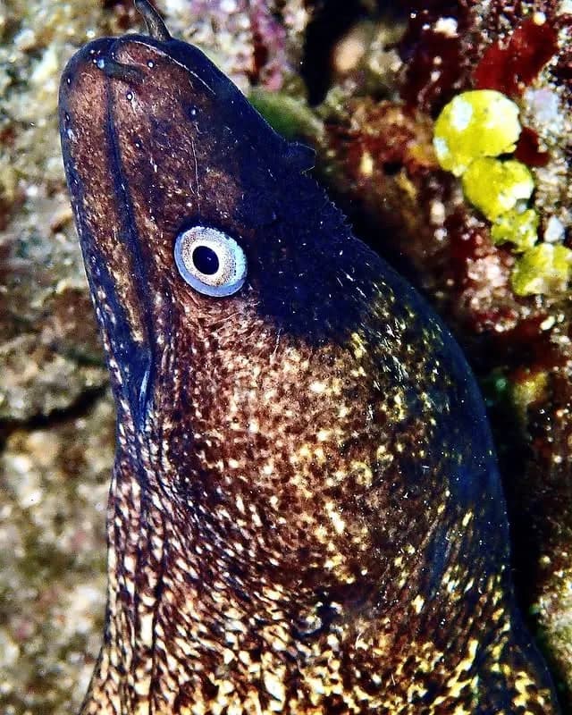 Scuba Diving Greece Instagram Vibes | Scuba Diving Nemo Resort Halkidiki